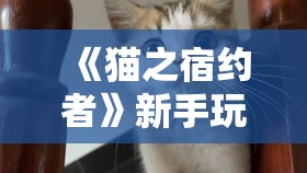 《猫之宿约者》新手玩法指南：快速上手攻略