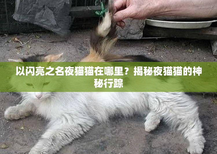 以闪亮之名夜猫猫在哪里？揭秘夜猫猫的神秘行踪